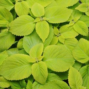 _Колеус Премиум Сан lime delight (драже)