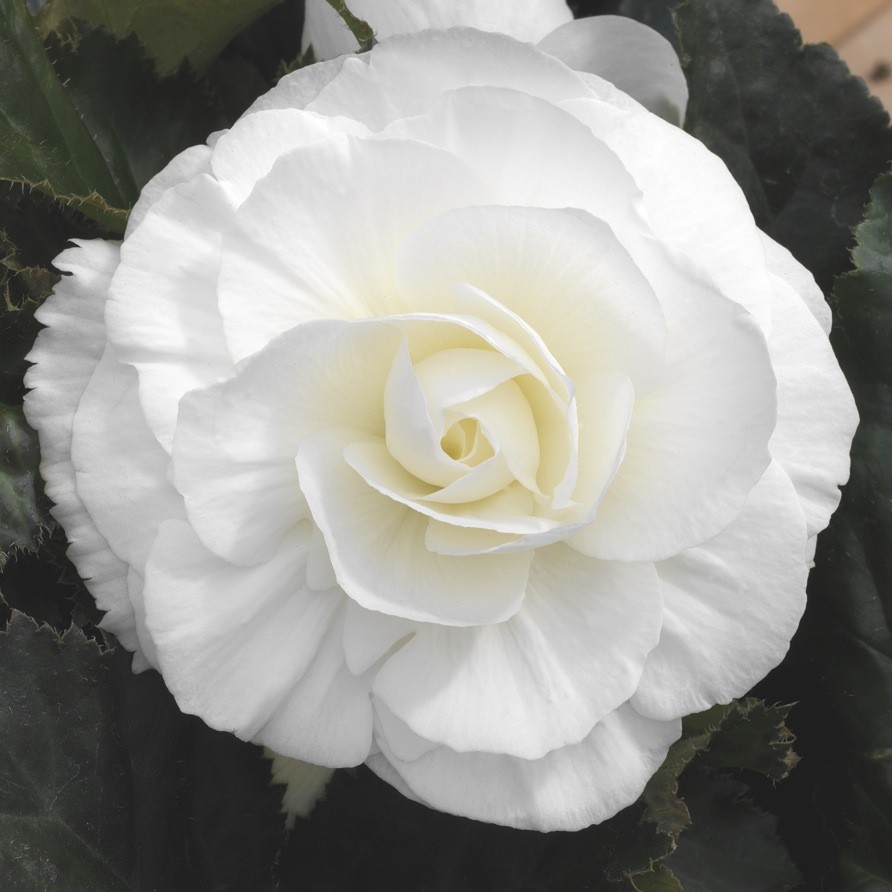 _Бегония Гоу-Гоу white (драже)