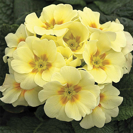 _Примула Орион light yellow (primed семена)