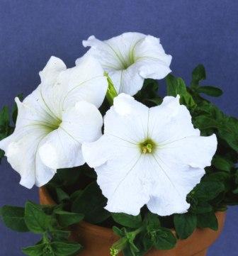 _Петуния Донна white