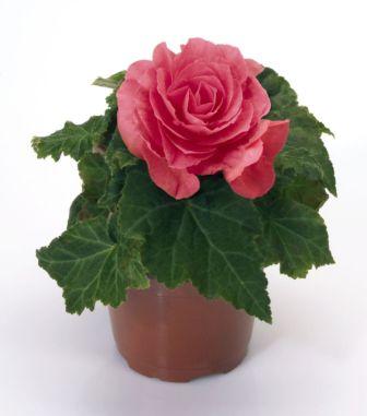 Архив Бегония Нью Стар rose (драже)