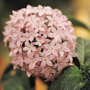 _Пентас Баттерфляй light lavender (драже)