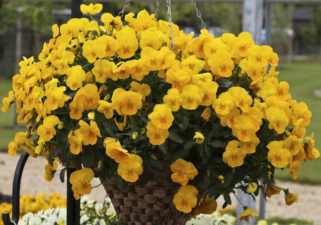 Виола Фрифол golden yellow