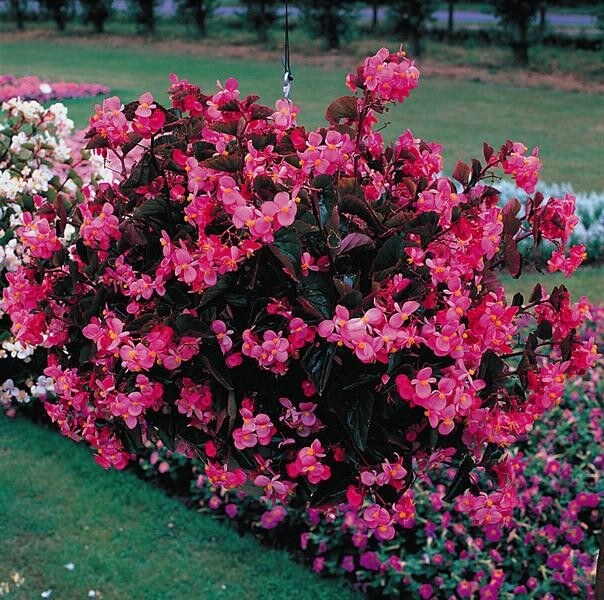 _Бегония Стара deep rose