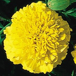 Архив Тагетес Бой yellow (шлифованные)
