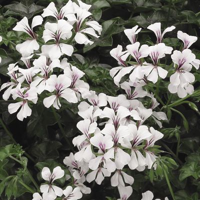 Архив Пеларгония (герань) Торнадо white (покрытые оболочкой)