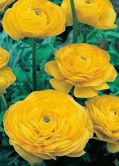 _Ранункулюс Машé yellow (драже)