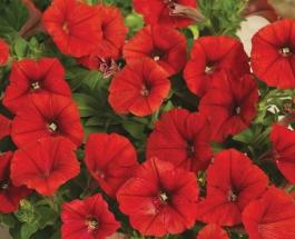 _Петуния Плюш red (драже)