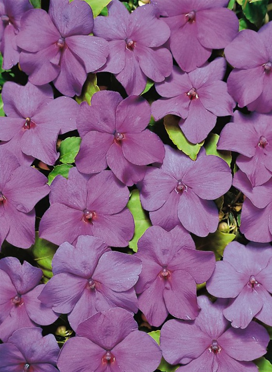 Архив Бальзамин Эдвантадж violet