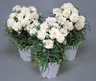 _Гвоздика Лиллипот white