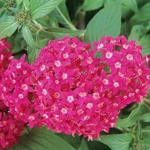 _Пентас ХаниКластер deep rose (драже)