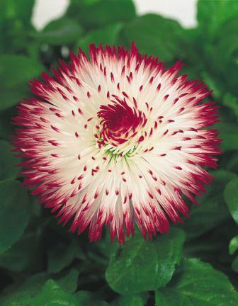 Архив Маргаритка Хабанера white with red tips (драже)