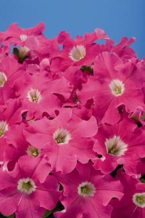 Архив Петуния Аладин pink