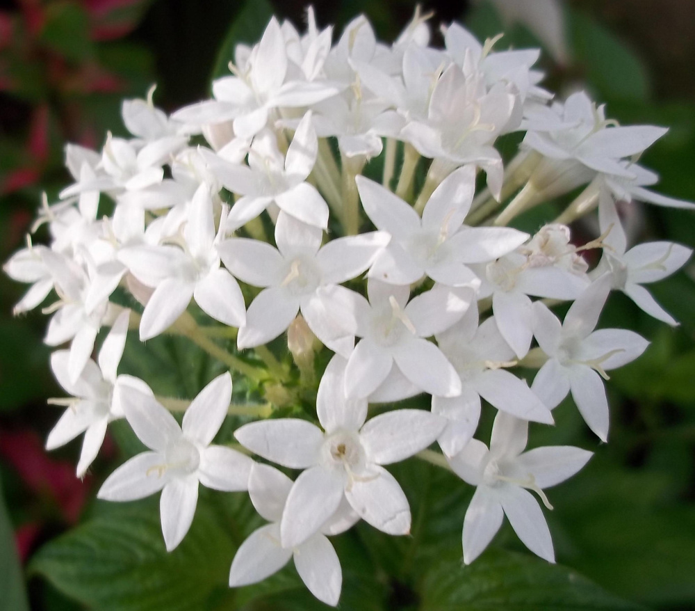 _Пентас ХаниКластер white (драже)