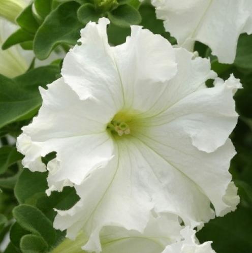 Архив Петуния Фриллитуния white (драже)