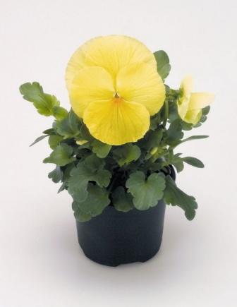 Виола Пауэр primrose