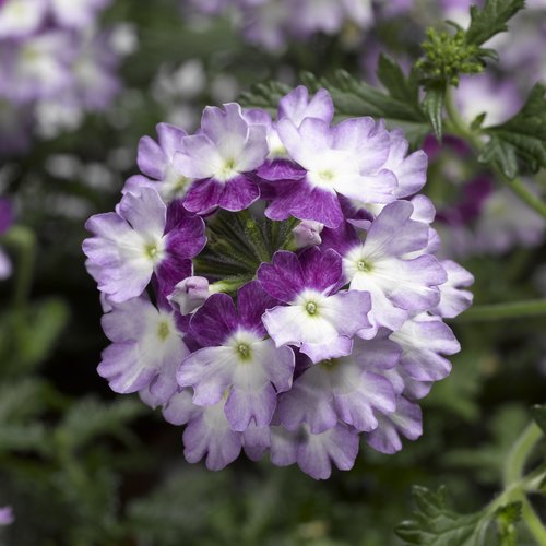 Вербена Обсешн Каскад violet twister