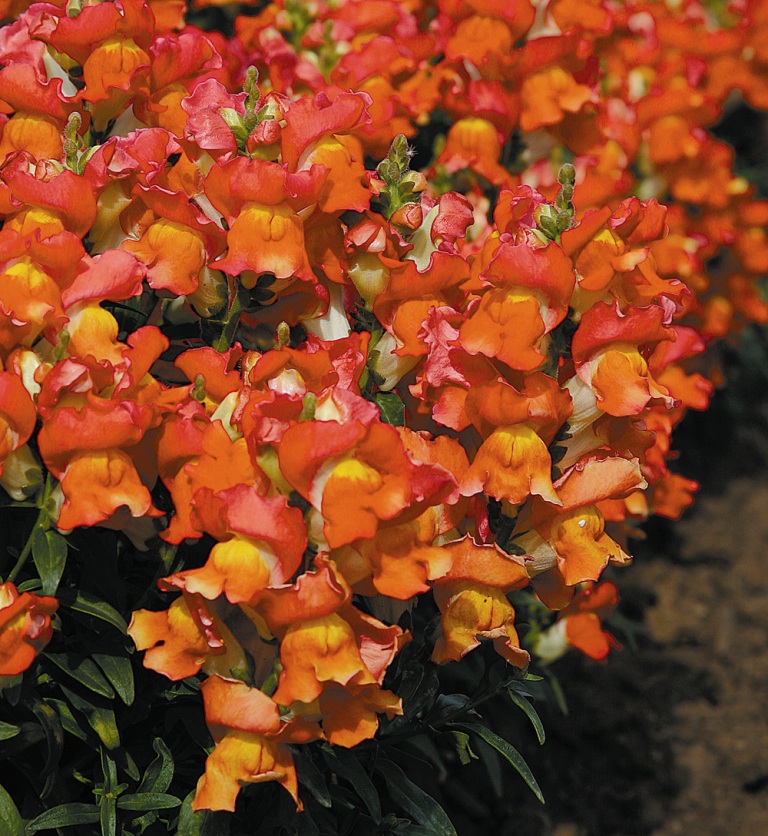 Архив Львиный зев Монтего orange bicolor (драже)