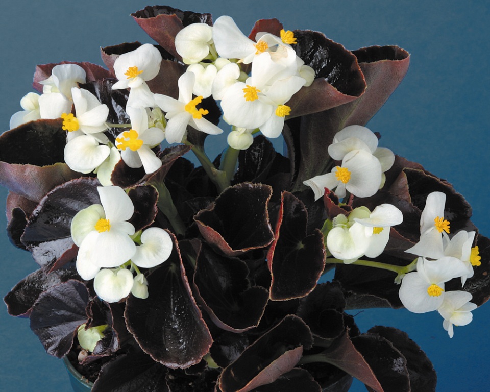 Архив Бегония Эврика bronze leaf white (драже)