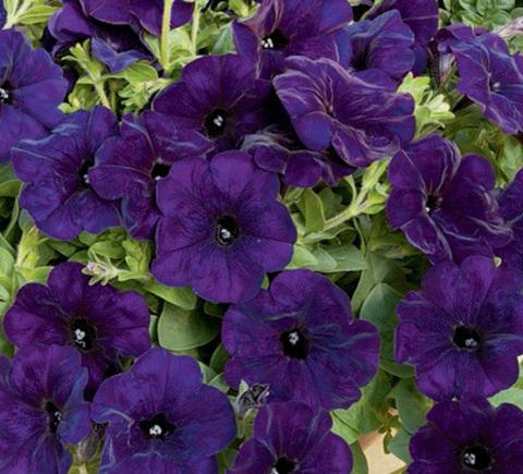 _Петуния Рамблин nu blue (драже)