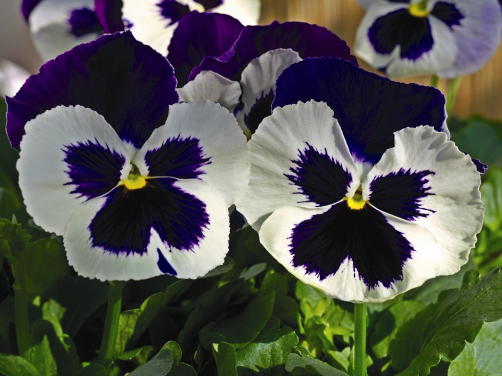 Архив Виола Карма violet with face