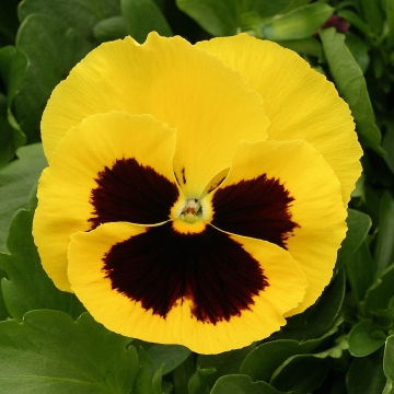 Архив Виола Магнум yellow blotch