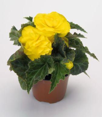 Архив Бегония Нью Стар yellow