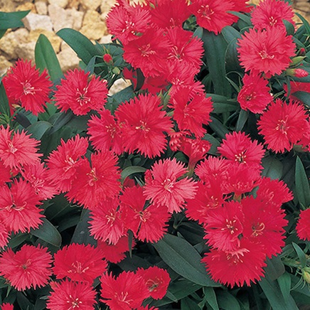 Архив Гвоздика Чармс coral