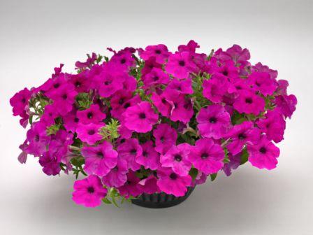 Архив Петуния Саксес purple (драже)