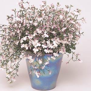 _Лобелия Регатта lilac splash (мульти драже)