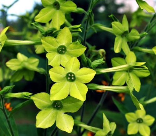 _Табак Авалон lime (драже)