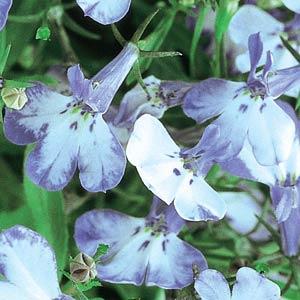 _Лобелия Ривьера blue splash