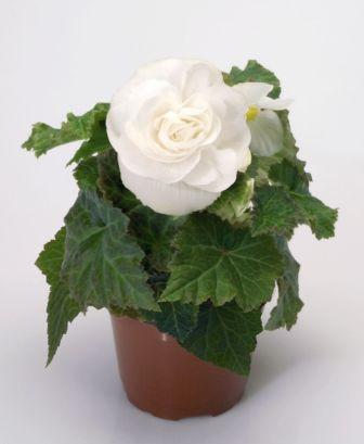 Архив Бегония Нью Стар white (драже)