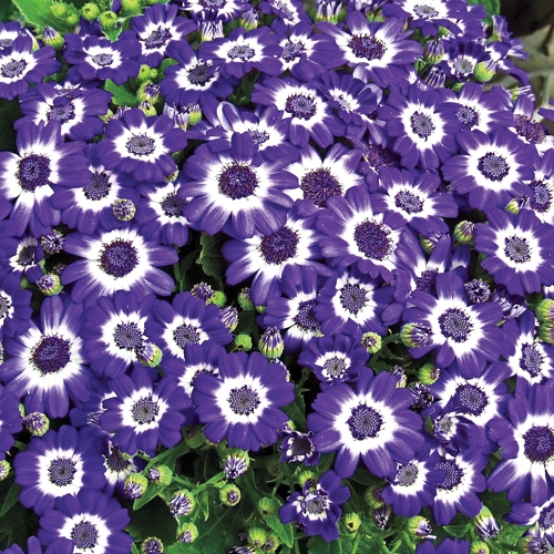 Архив Цинерария Венеция blue with ring