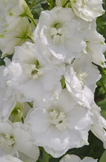 Архив Дельфиниум Центурион white