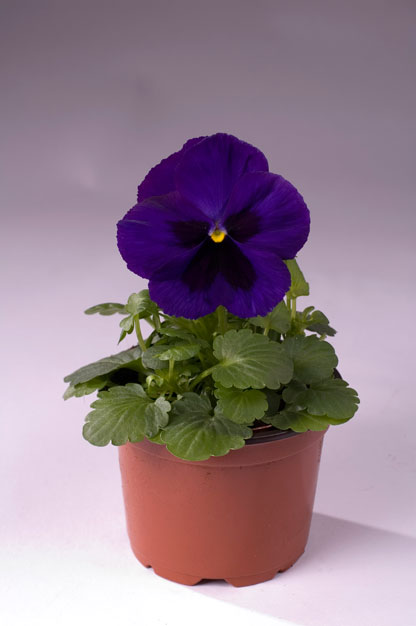 Архив Виола Целло deep blue with blotch