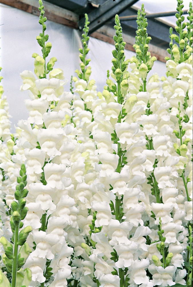 Архив Львиный зев Форана white