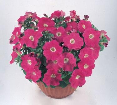 _Петуния Нуволари rose 