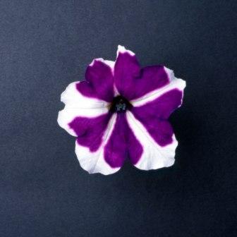_Петуния Донна star blue & white