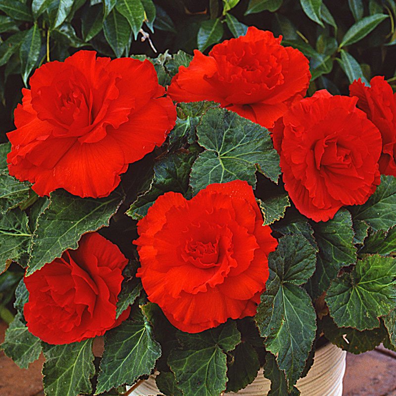 Бегония Лимитлес dark red (драже)