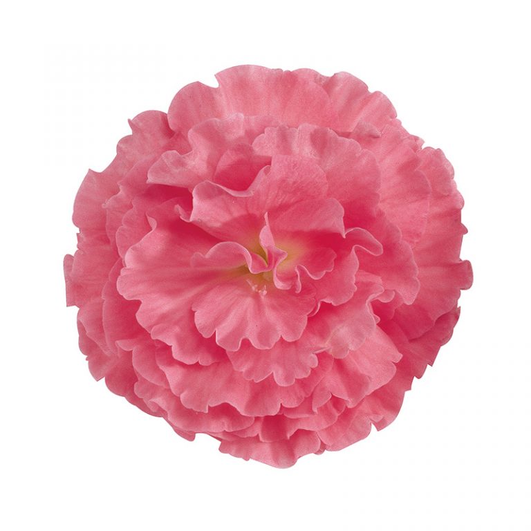 Бегония Фортуна pink (драже)