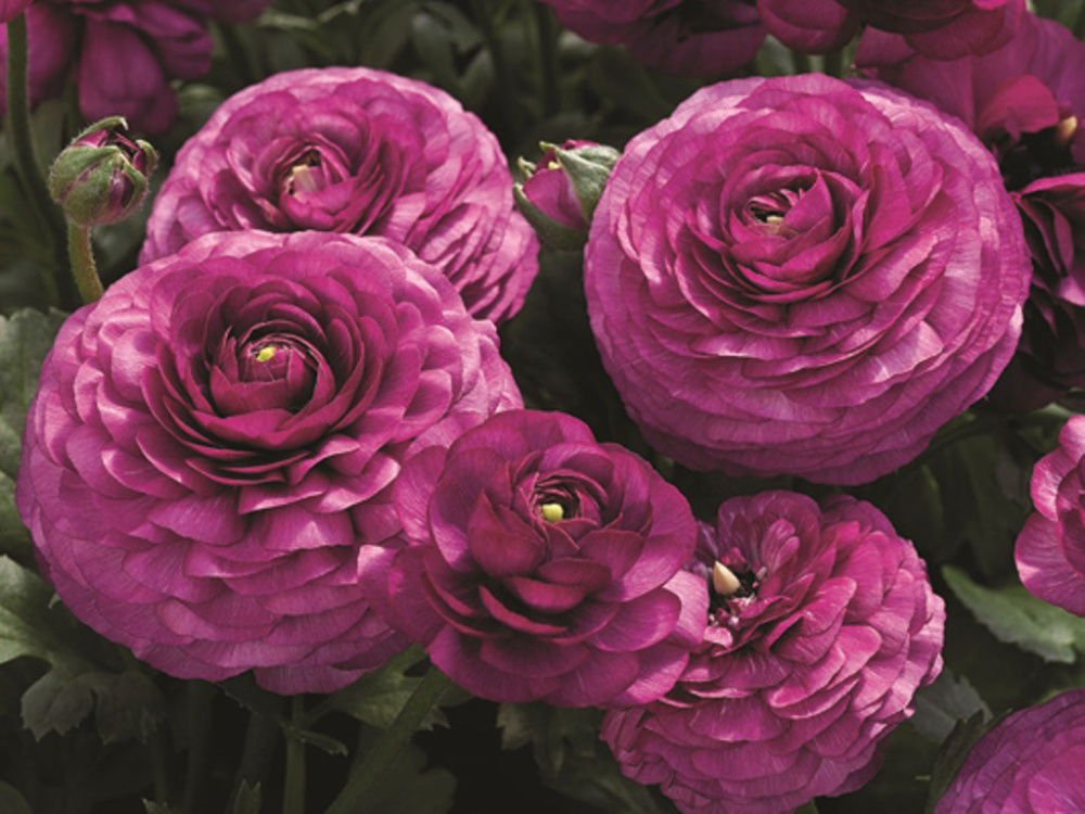 _Ранункулюс Машé purple (драже)
