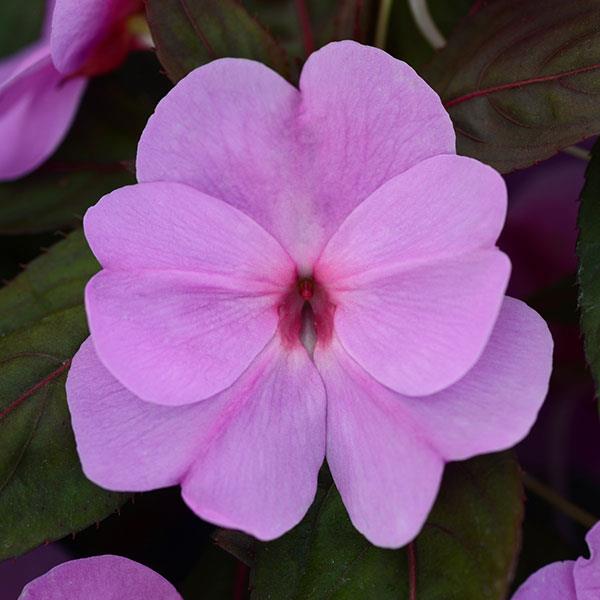 _Бальзамин Дивайн lavender