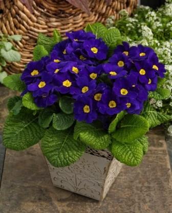 Архив Примула Данесса blue