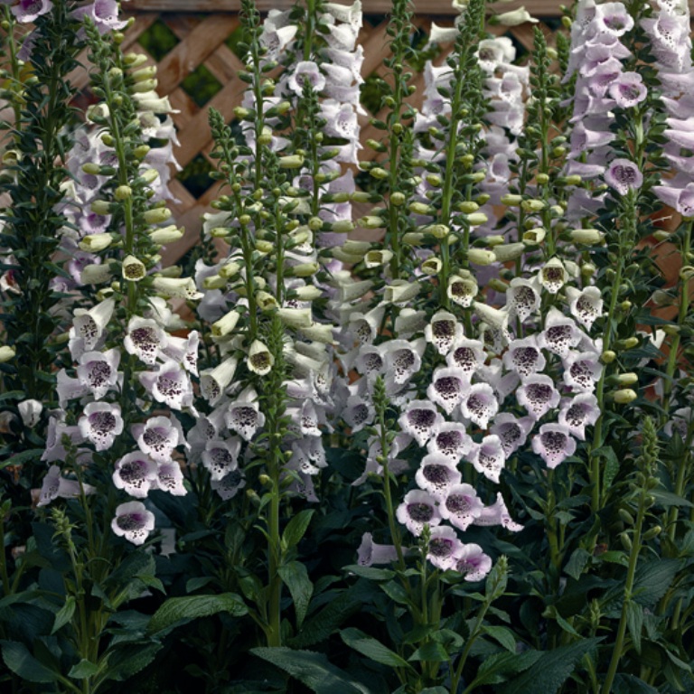 _Наперстянка Камелот lavender (драже)