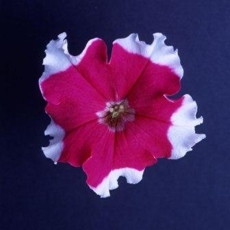 _Петуния Донна rose picotee