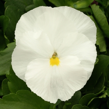 Архив Виола Магнум pure white