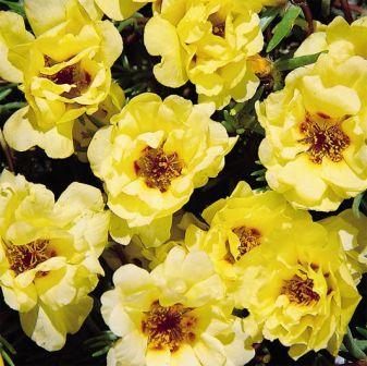 Архив Портулак Сандайл yellow (мульти драже)