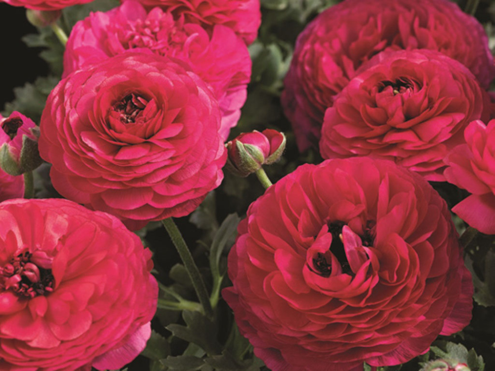 _Ранункулюс Машé rose (драже)